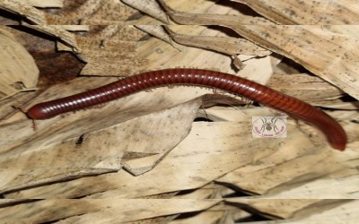 MILIPEDE WHITE LEG / WHITE LEG MILLIPEDE
